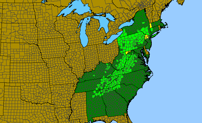 The range of Ilex montana